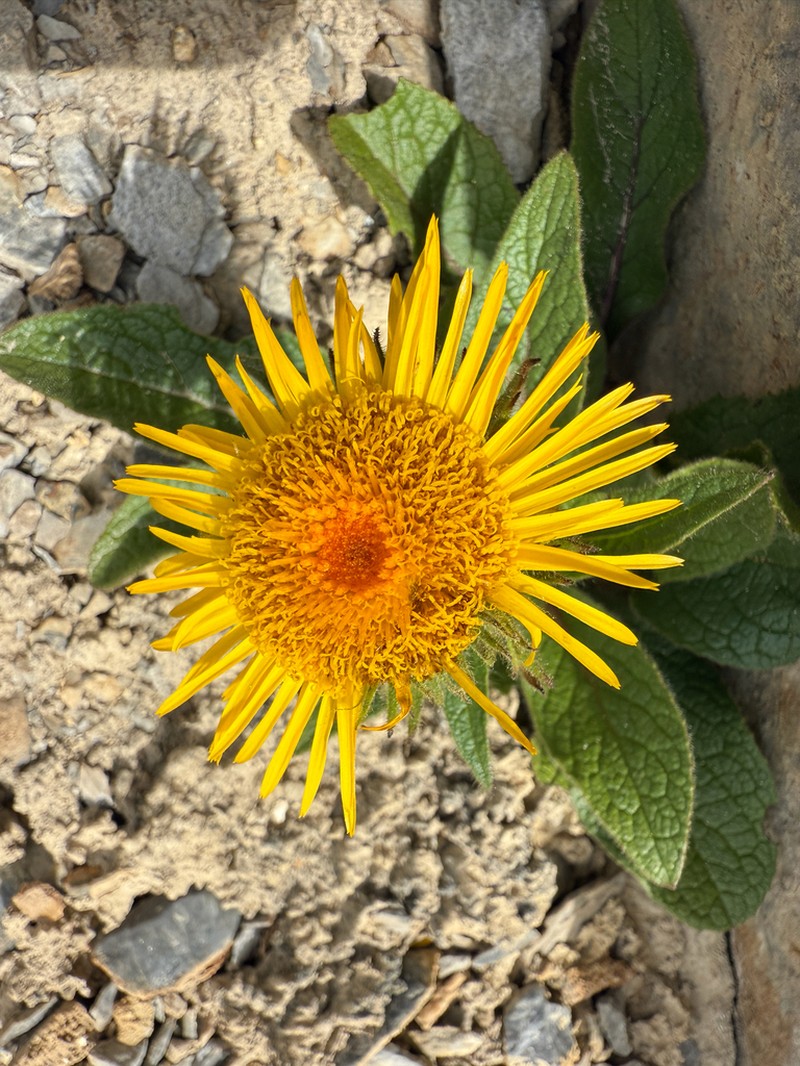 Inula clarkei photo 2