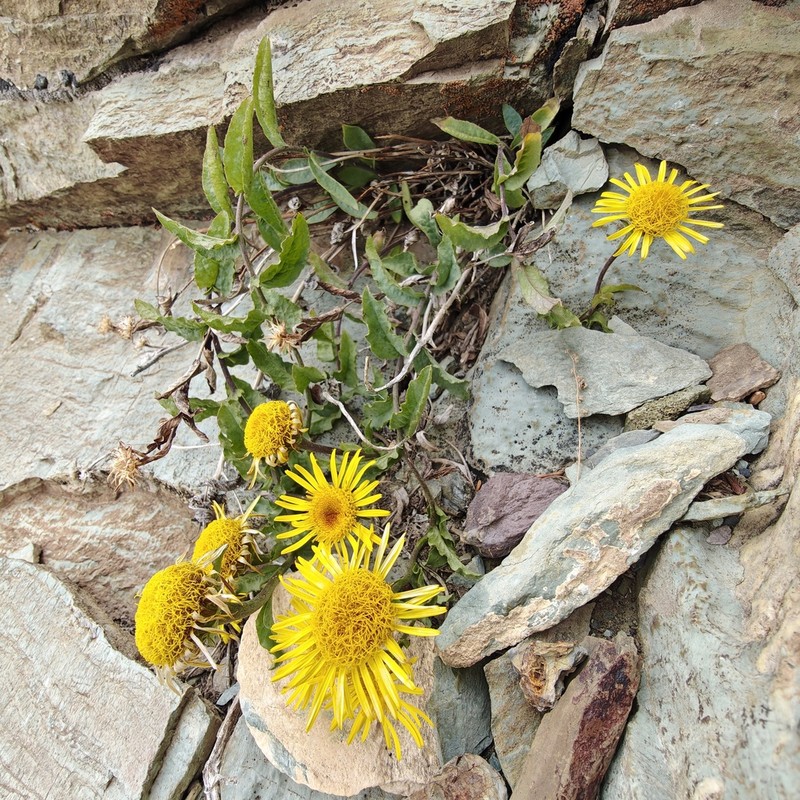 Inula clarkei photo 3