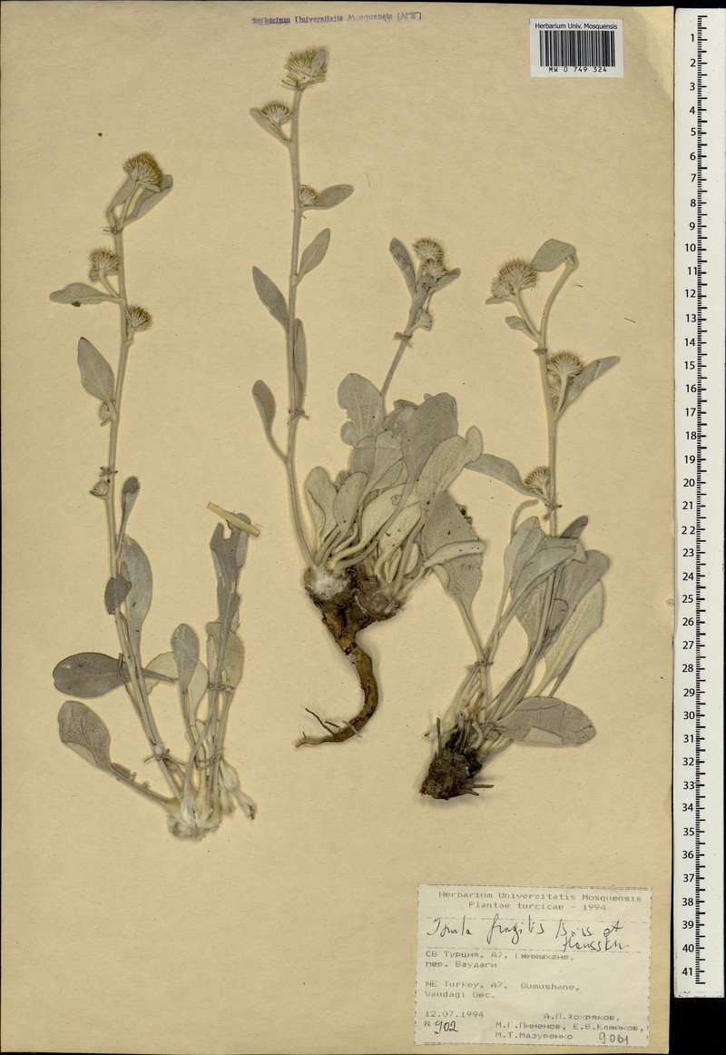 Inula fragilis