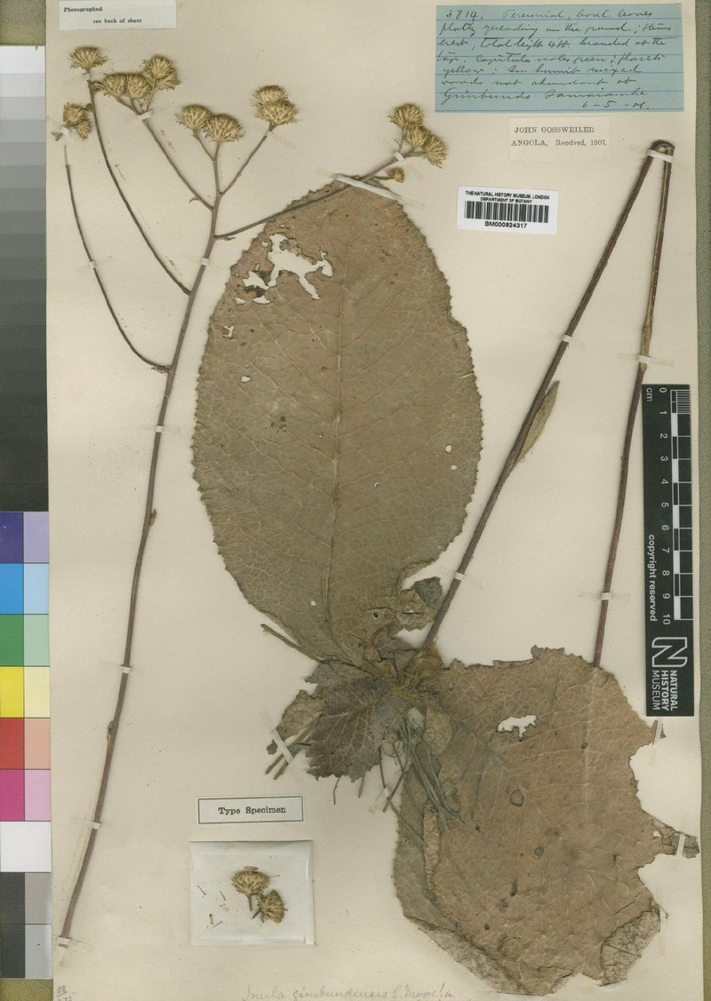Inula gimbundensis photo 3