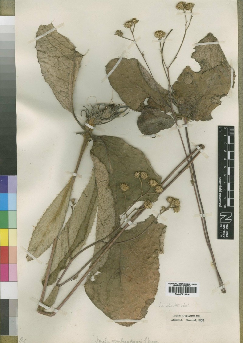 Inula gimbundensis photo 4