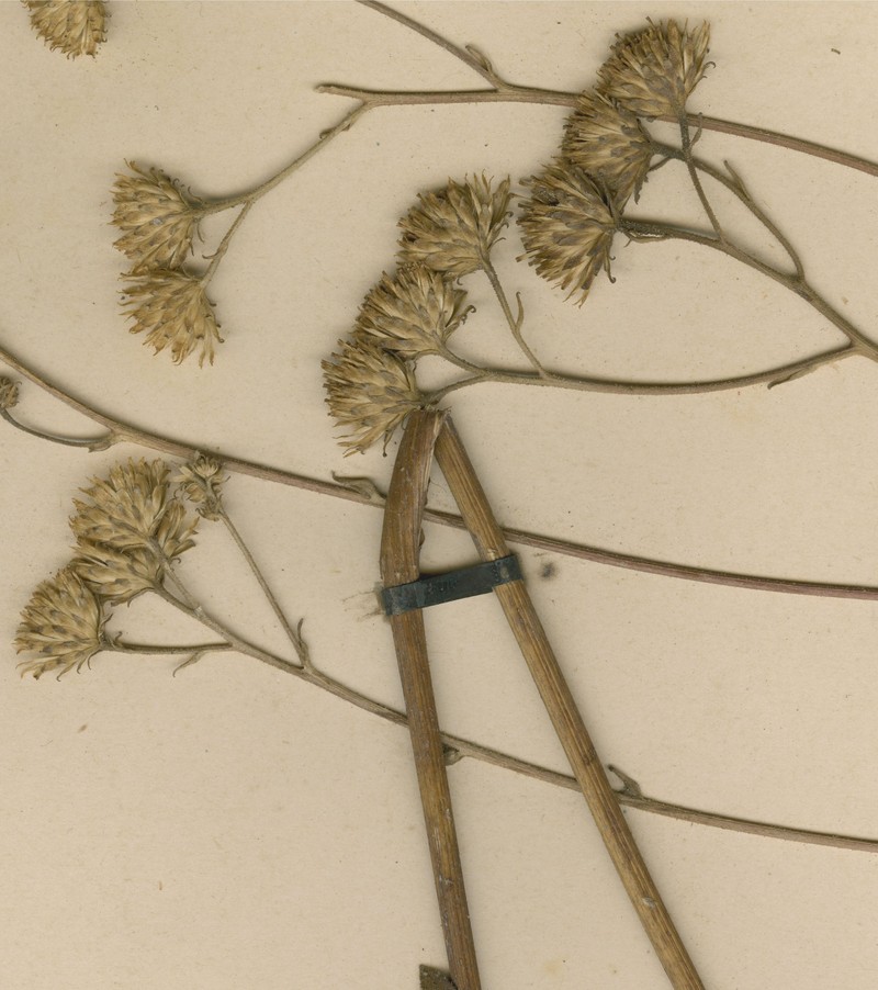 Inula gimbundensis