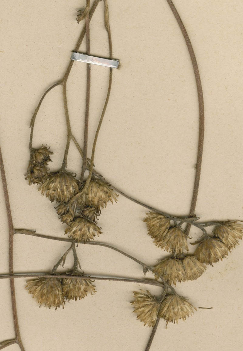 Inula gimbundensis photo 5