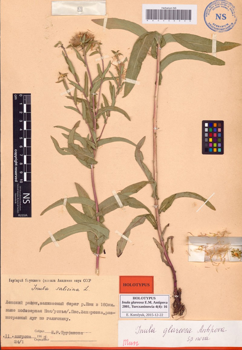 Inula glareosa