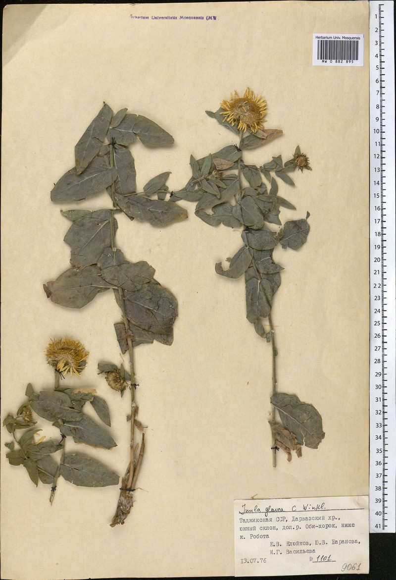 Inula glauca photo 2