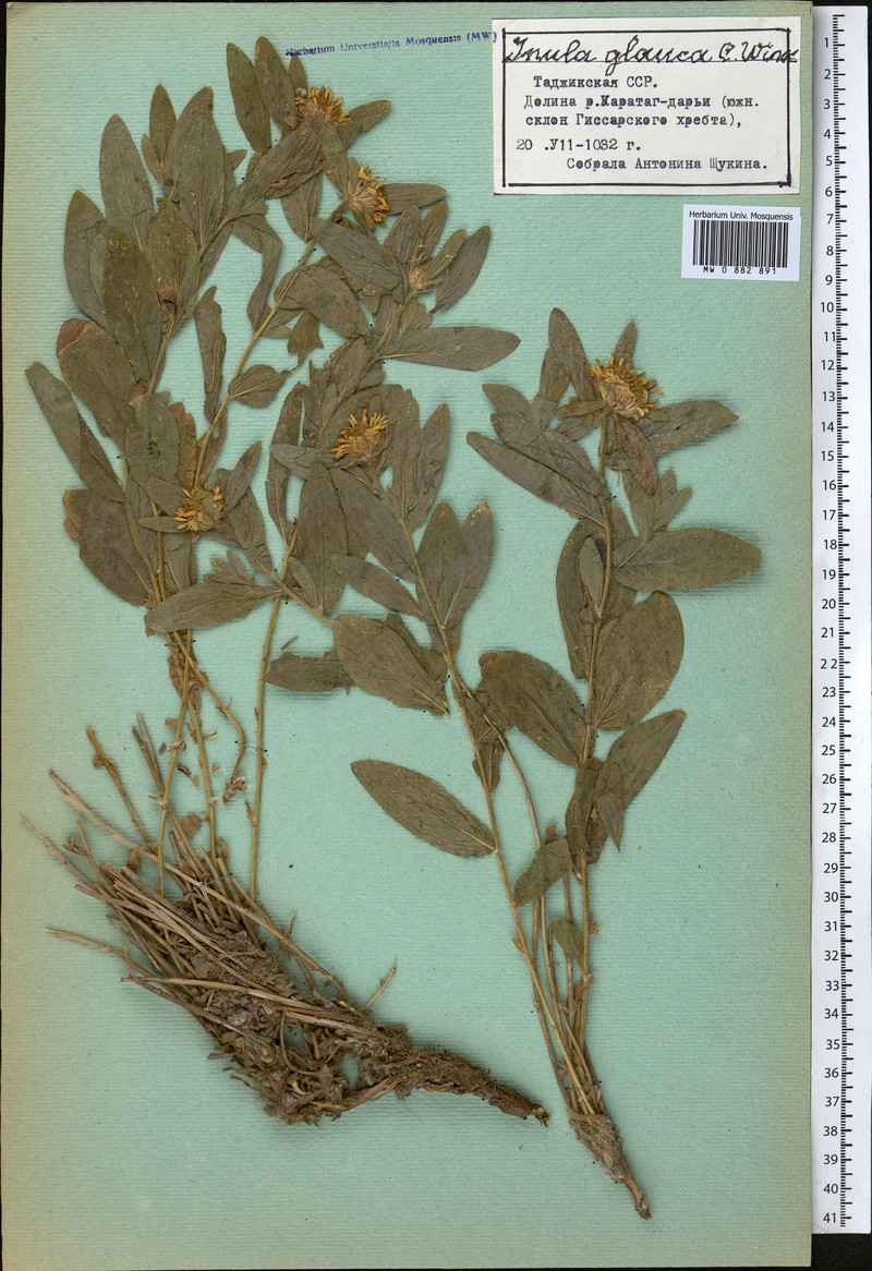 Inula glauca photo 3