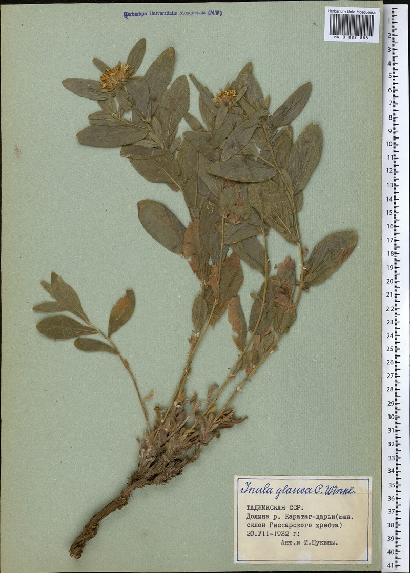 Inula glauca photo 5