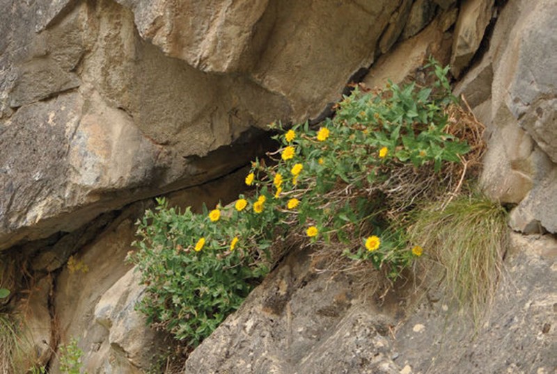 Inula glauca