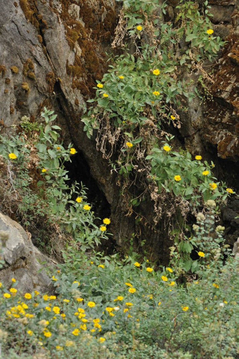 Inula glauca photo 6