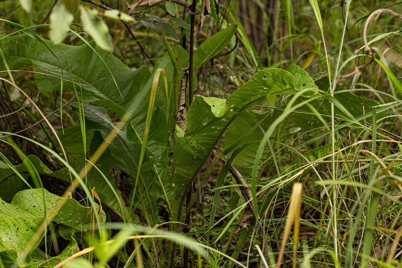 Inula glomerata