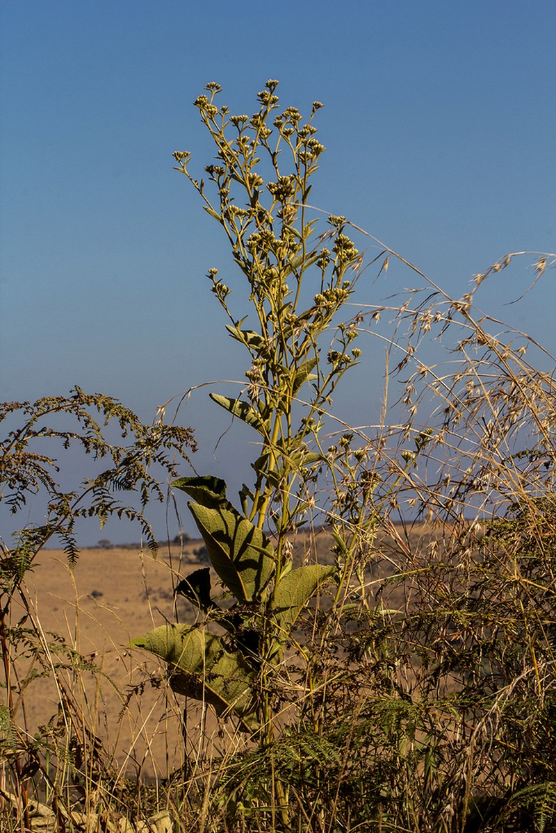 Inula glomerata photo 2
