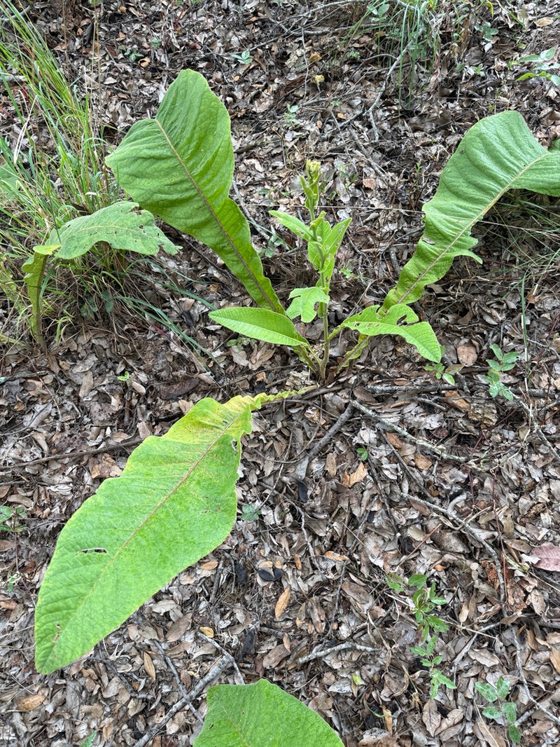 Inula glomerata photo 3
