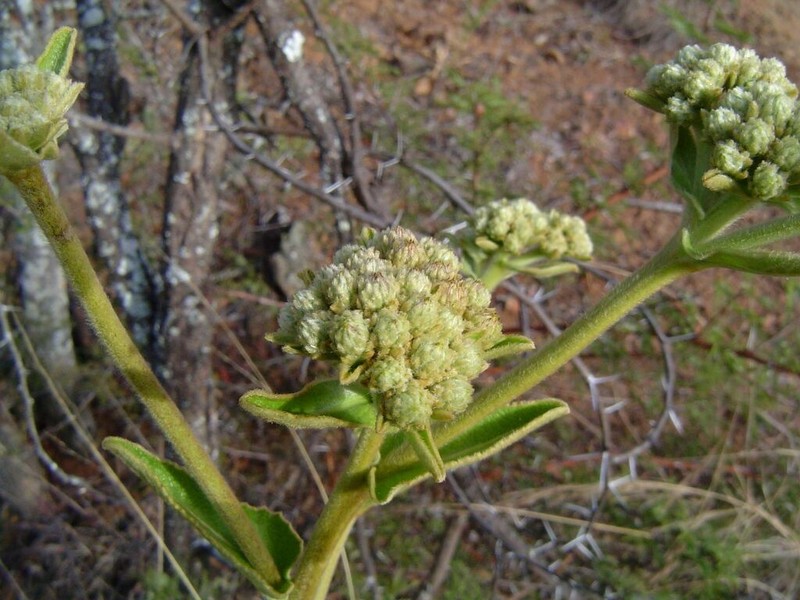 Inula glomerata photo 5