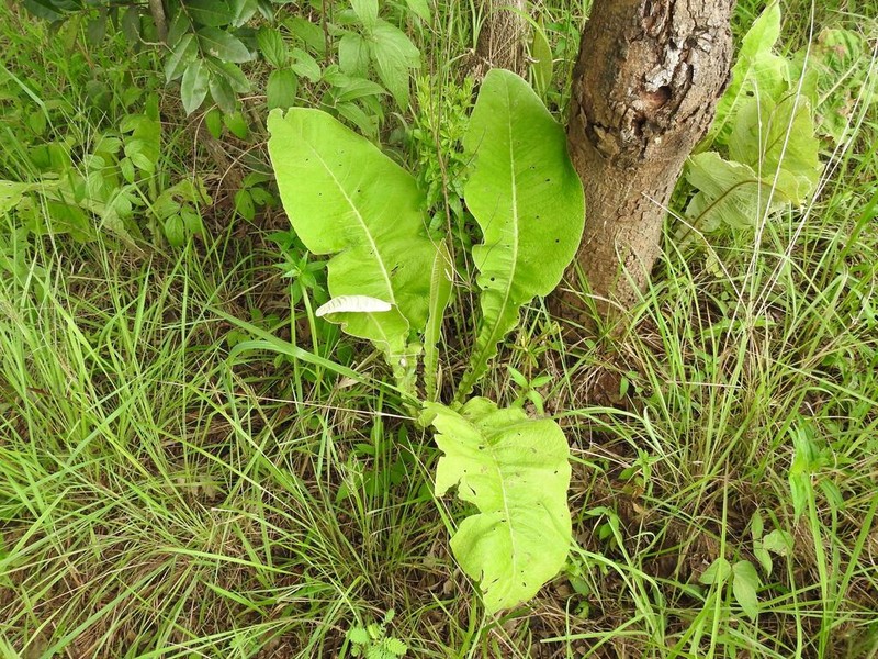 Inula glomerata photo 6
