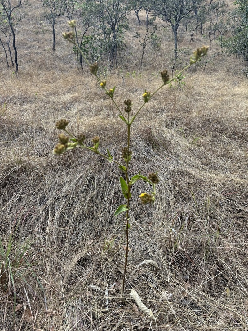 Inula glomerata photo 7