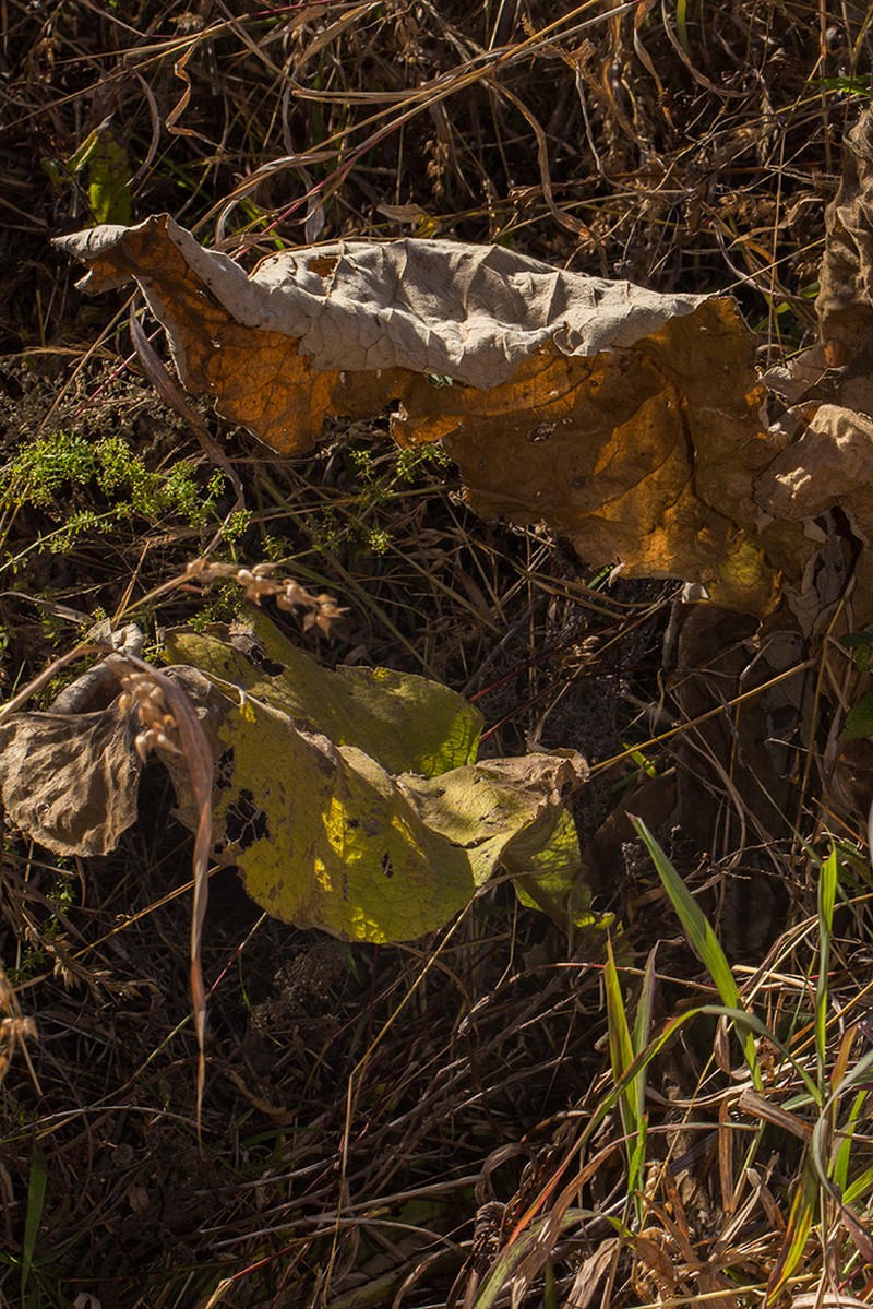 Inula glomerata photo 8