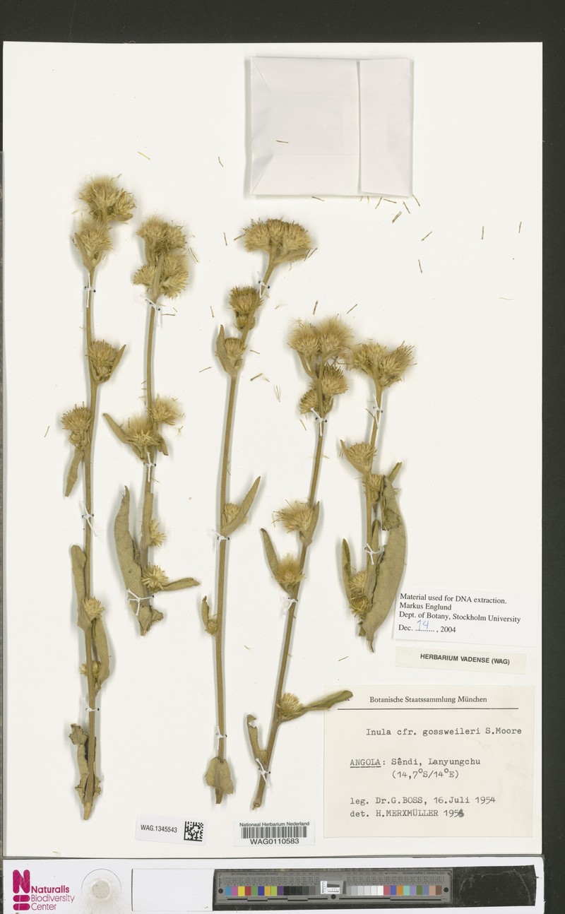 Inula gossweileri