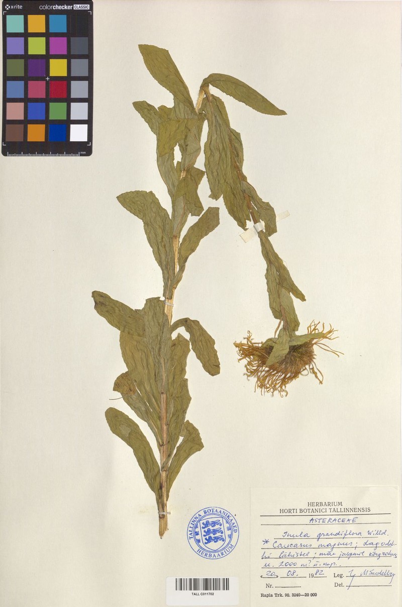 Inula grandiflora photo 4