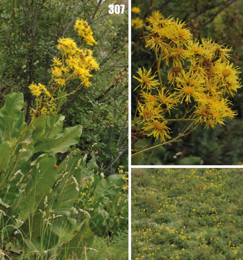 Inula grandiflora