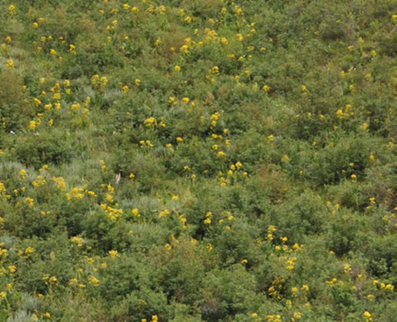 Inula grandiflora photo 5