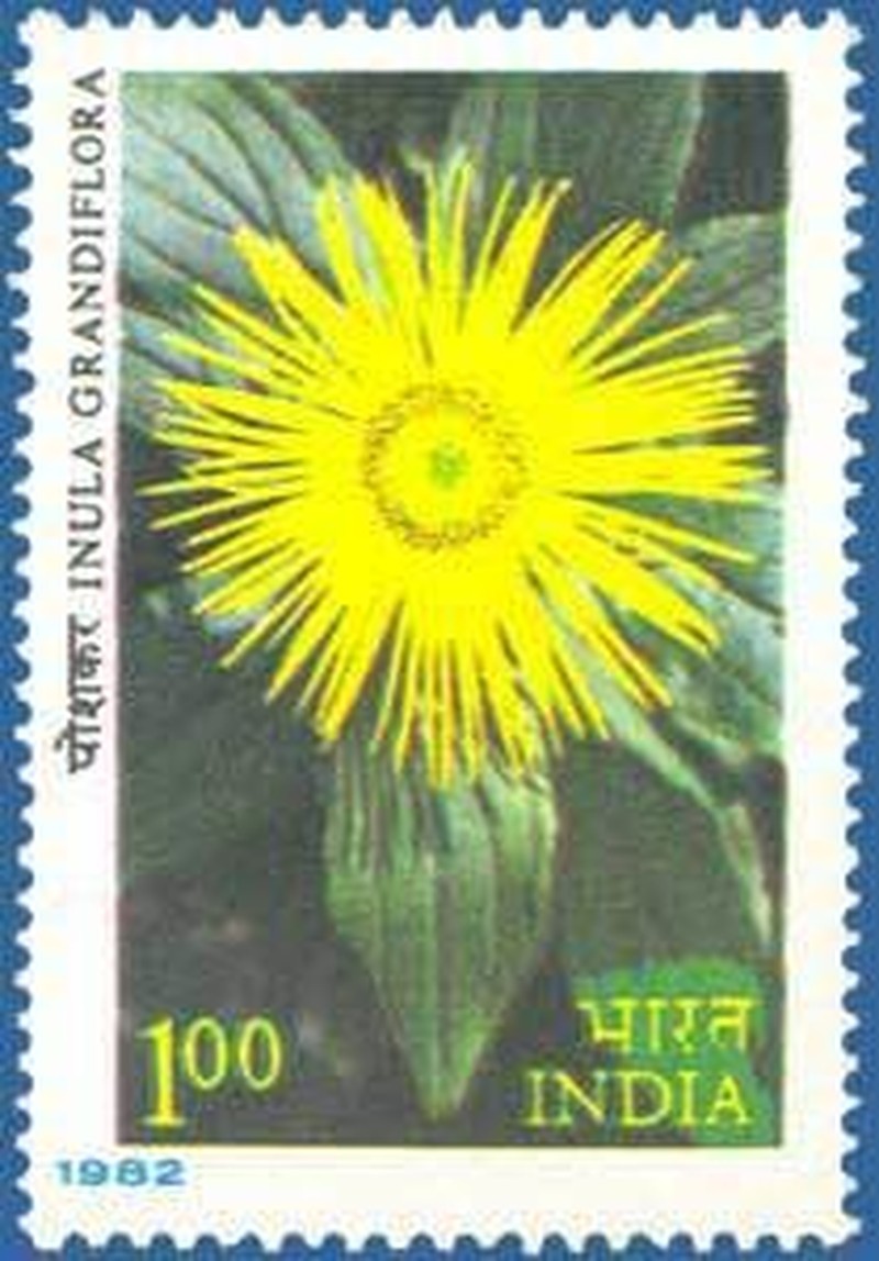 Inula grandiflora photo 6