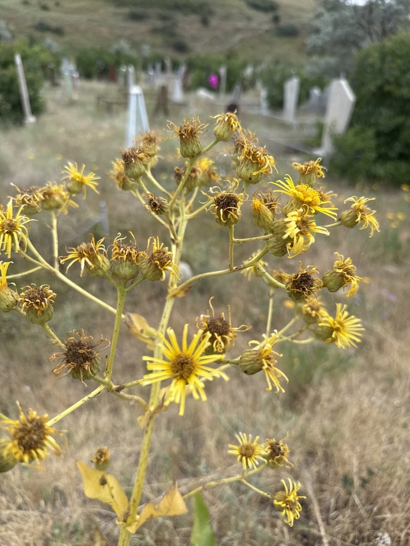 Inula grandis