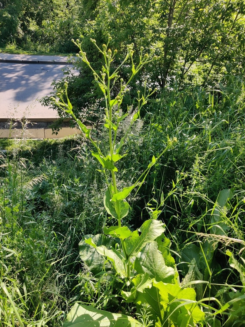 Inula grandis photo 3