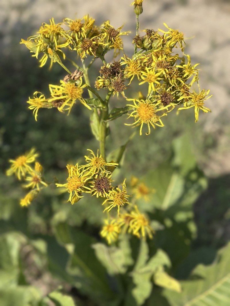 Inula grandis photo 4