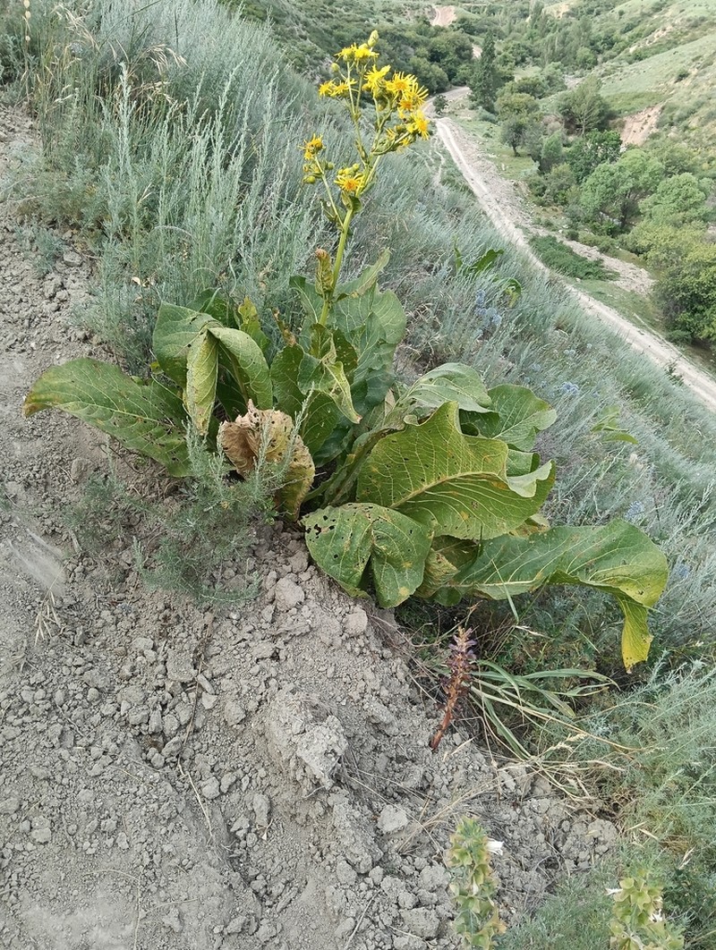 Inula grandis photo 5
