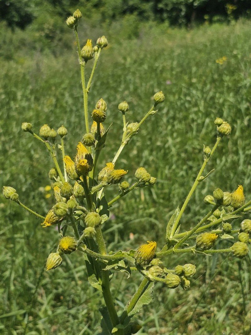 Inula grandis photo 6