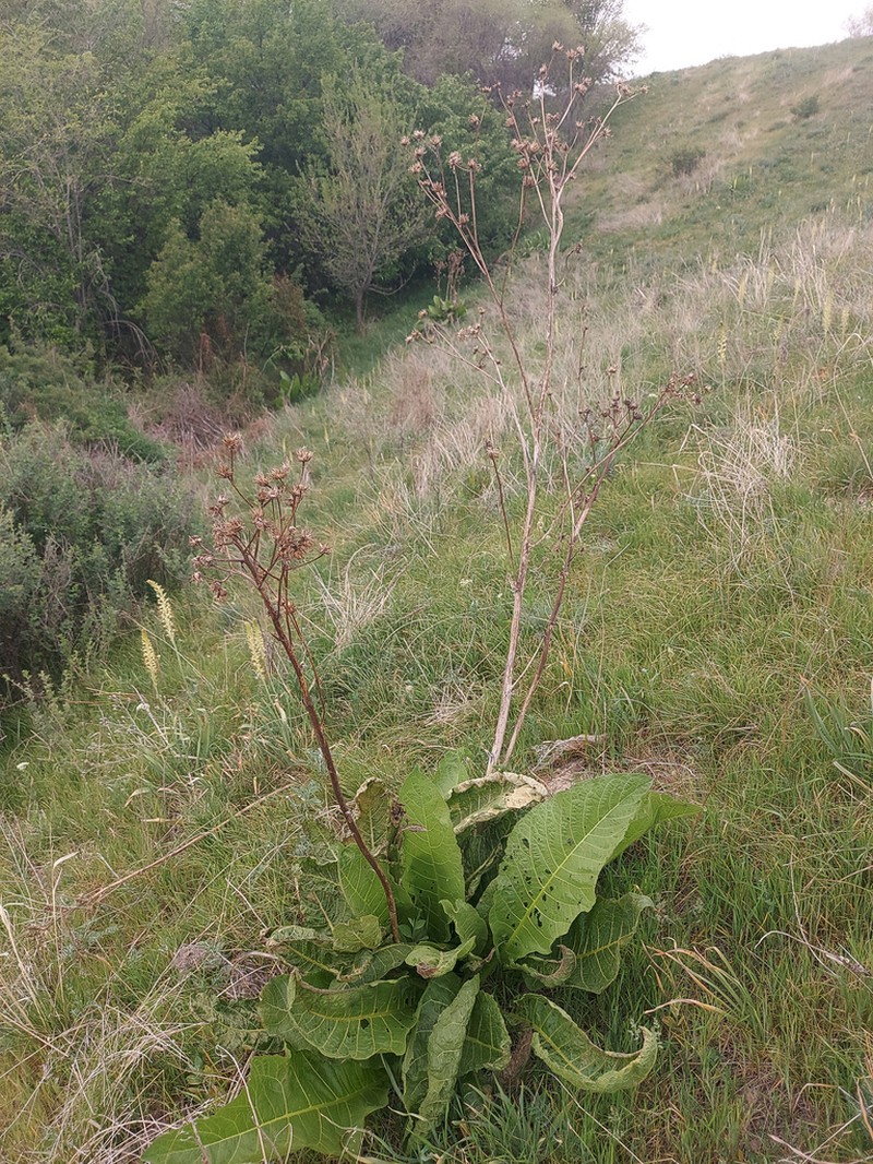 Inula grandis photo 7