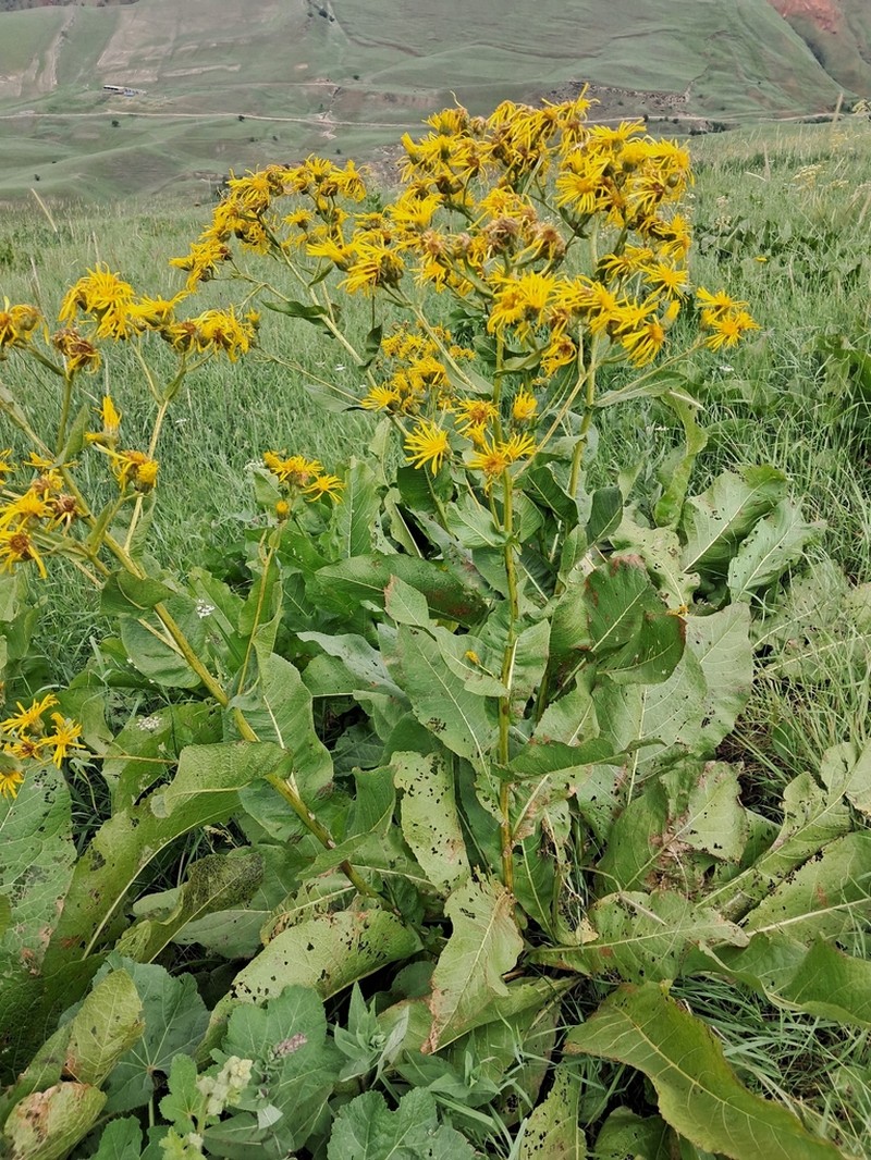 Inula grandis photo 8