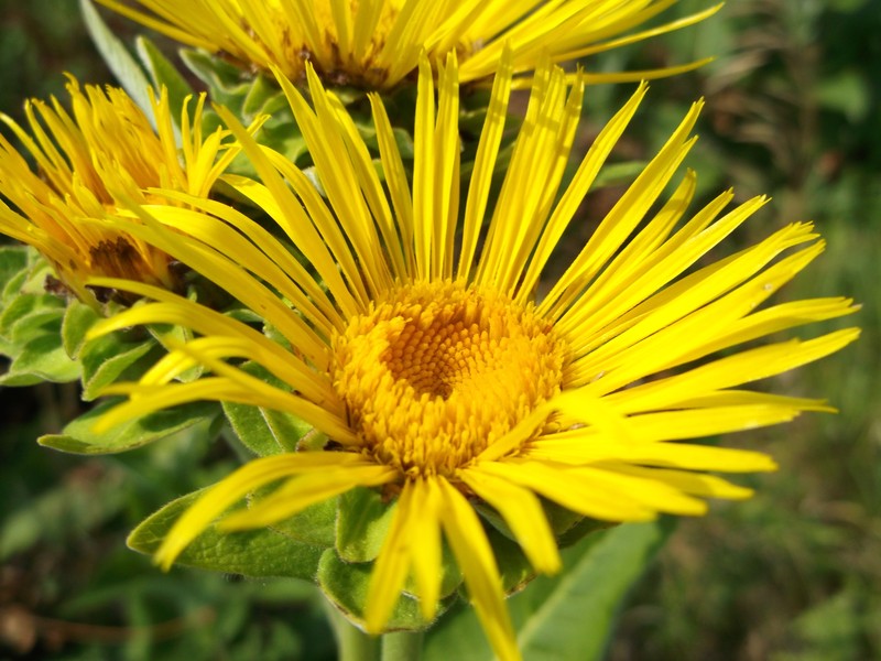 Elecampane Inula