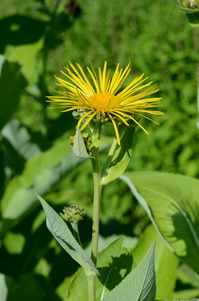 Elecampane Inula photo 5