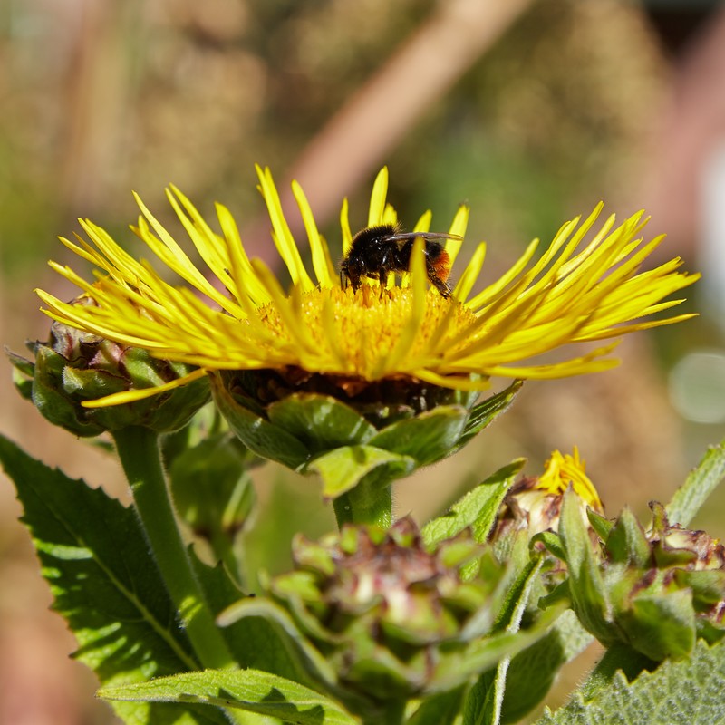 Elecampane Inula photo 2