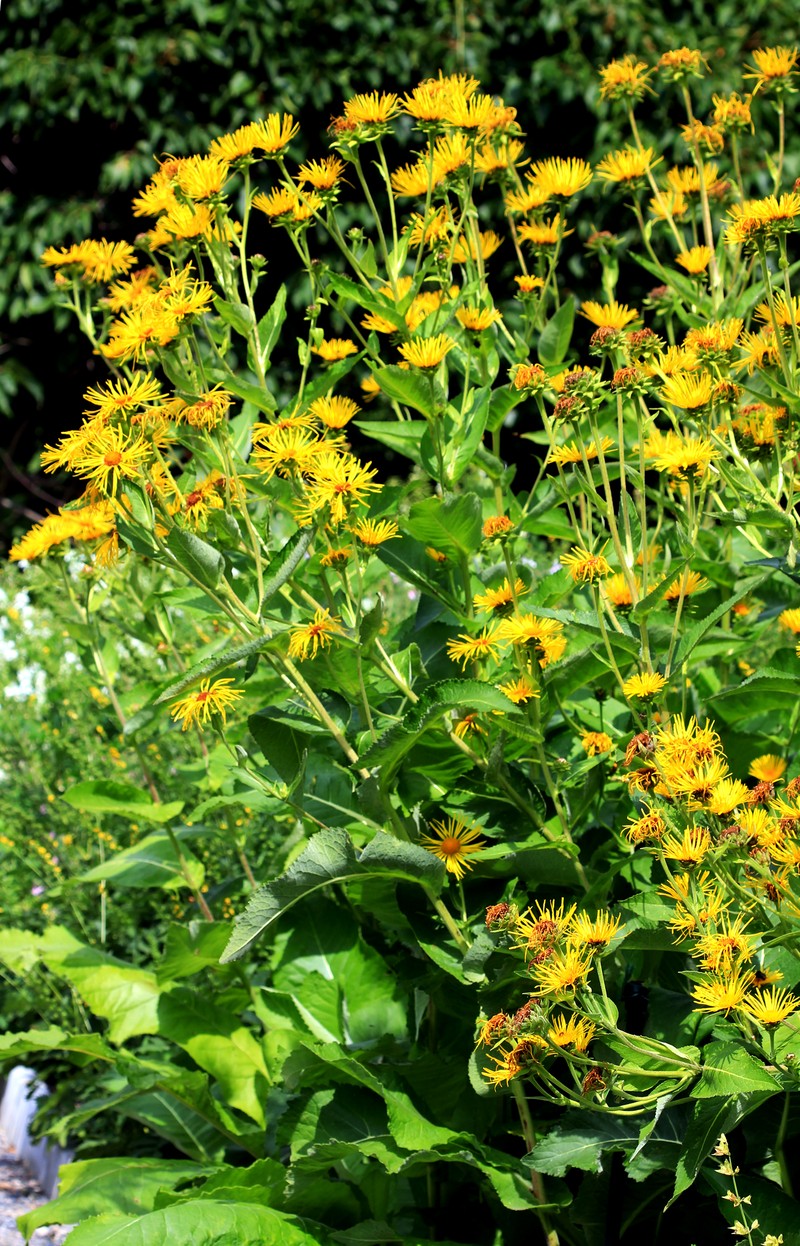 Elecampane Inula photo 3