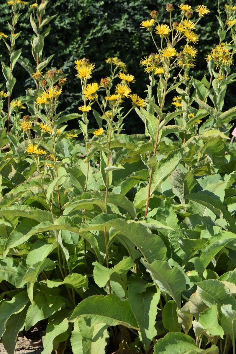 Elecampane Inula photo 4