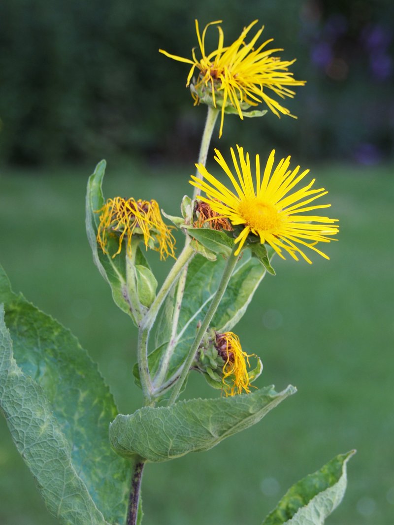 Elecampane Inula photo 6