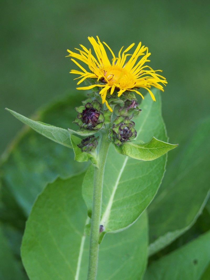 Elecampane Inula photo 7