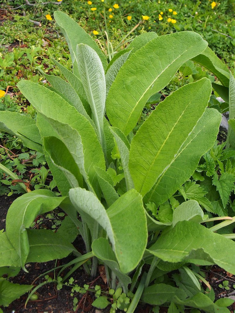 Elecampane Inula photo 8