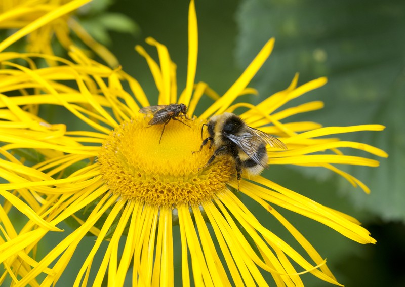 Inula helenium subsp. orgyalis