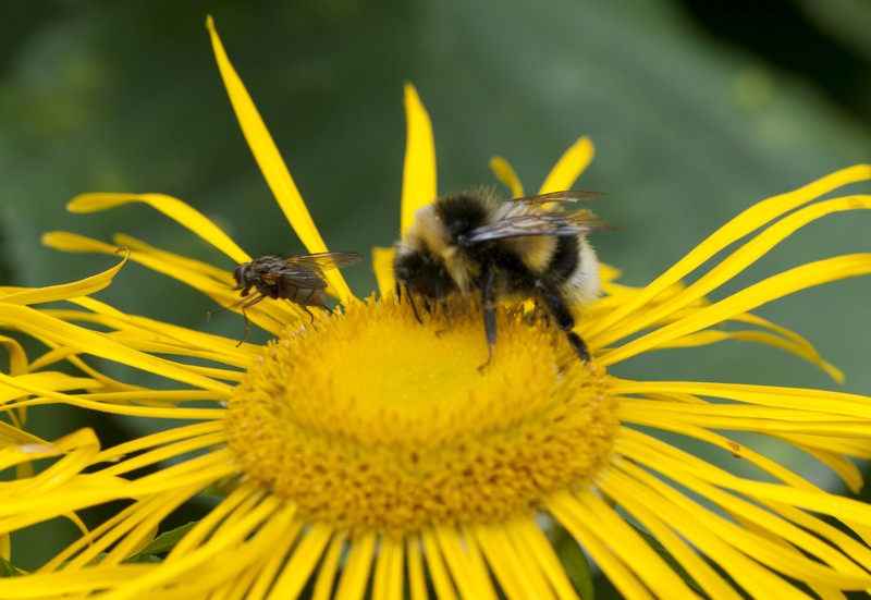Inula helenium subsp. orgyalis photo 2
