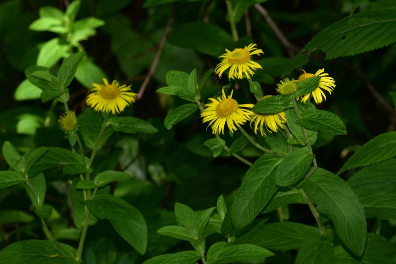Inula helianthus-aquatilis