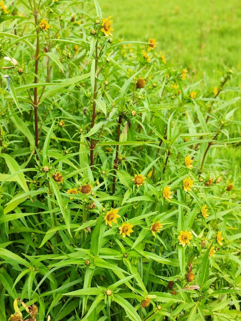 Inula helianthus-aquatilis photo 2