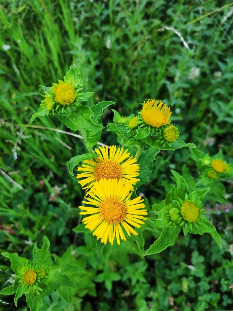 Inula helianthus-aquatilis photo 3