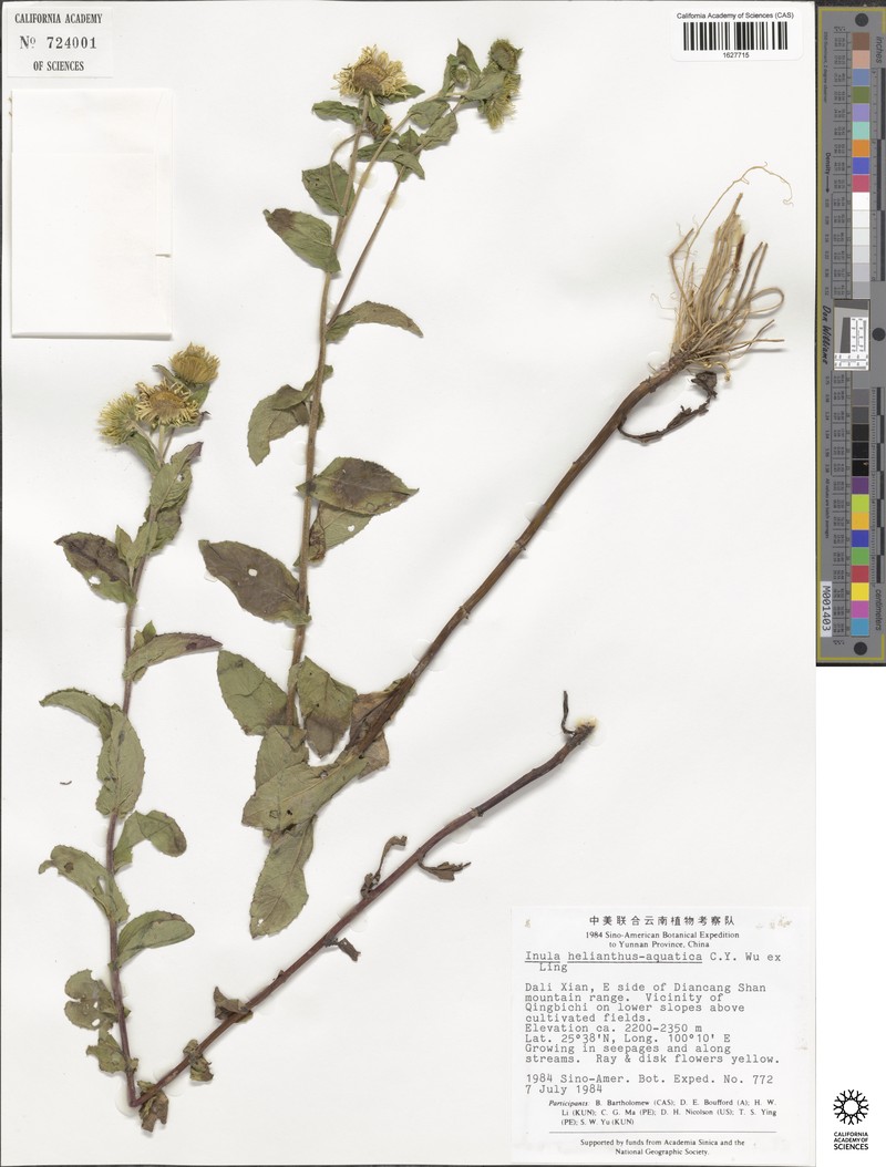 Inula helianthus-aquatilis photo 4