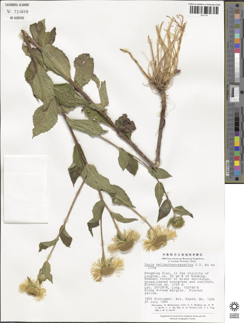 Inula helianthus-aquatilis photo 5