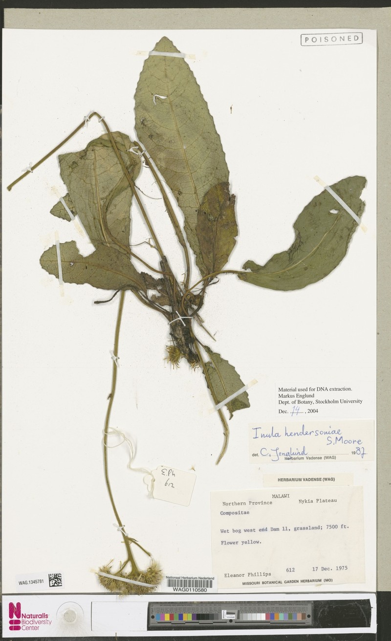 Inula hendersoniae