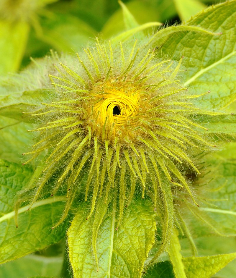 Hooker's Inula