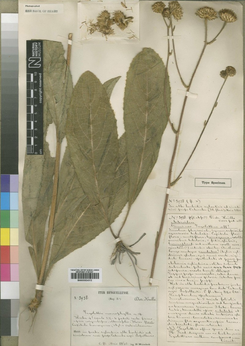 Inula huillensis